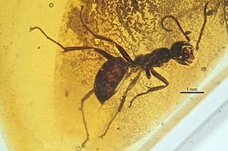 <span class="mw-page-title-main">Sphecomyrminae</span> Extinct subfamily of ants