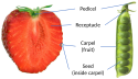 Strawberry vs peapod anatomy