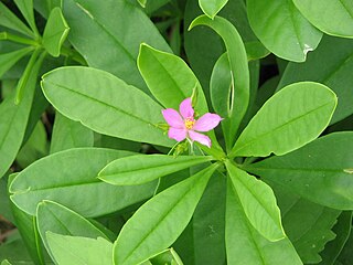 <i>Talinum</i> Genus of flowering plants