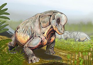 <i>Tapinocephalus</i> Assemblage Zone