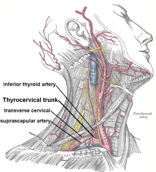 <span class="mw-page-title-main">Suprascapular artery</span> Artery of the neck