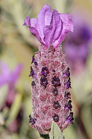 <i>Lavandula stoechas</i> Species of flowering plant