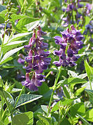 Vicia unijuga