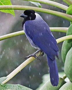 perched in the rain in eastern Ecuador Violaceous Jay JCB.jpg