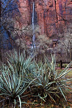 Waterfall and plants at Upper Emerald Pools