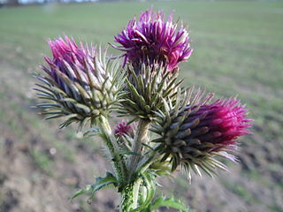 <i>Carduus acanthoides</i> Species of flowering plant in the daisy family Asteraceae