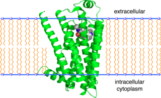 <span class="mw-page-title-main">Beta-2 adrenergic receptor</span> Mammalian protein found in humans