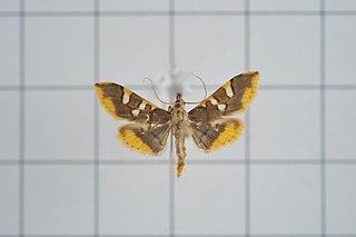 <span class="mw-page-title-main">Trichaeini</span> Tribe of moths