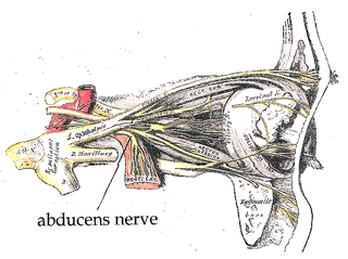 <span class="mw-page-title-main">Abducens nerve</span> Cranial nerve VI, for eye movements