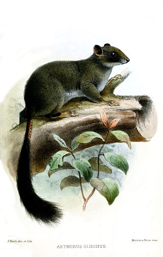 <span class="mw-page-title-main">Cameroon scaly-tail</span> Species of rodent