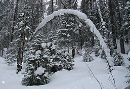 Bosc de taigà prop d'Archangelsk