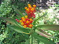 Milkweed