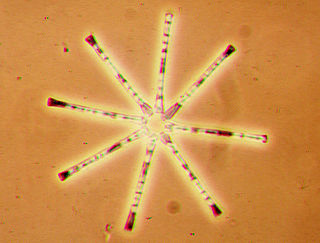 <i>Asterionella</i> Genus of single-celled organisms