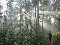 Forest trees of Bardiya National Park