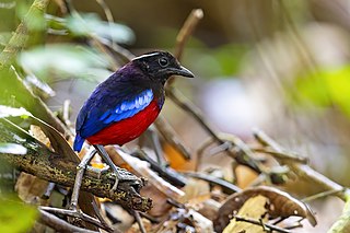 <span class="mw-page-title-main">Black-crowned pitta</span> Species of bird