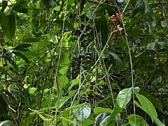 Flower buds and immature fruit