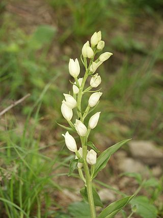 <i>Cephalanthera damasonium</i> Species of orchid