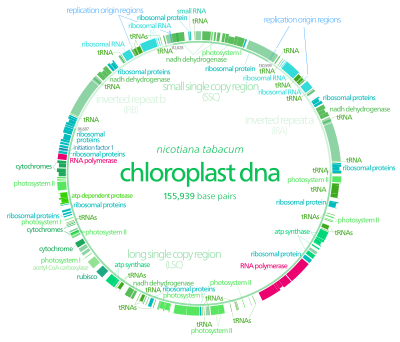 The 156 kb plastome gene map of Nicotiana tabacum. CtDNA.svg