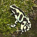 Dendrobates auratus (Dendrobatidae)