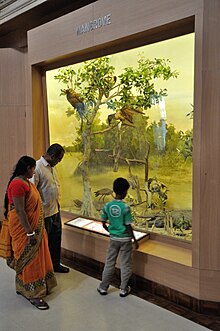 Diorama - Mangrove - Zoological Gallery - Indian Museum - Kolkata 2014-04-04 4386.JPG