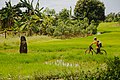 * Nomination A menhir in a rice paddy near Donggongon, Sabah. --Cccefalon 18:09, 2 May 2013 (UTC) * Promotion Good quality. --Ralf Roletschek 12:58, 8 May 2013 (UTC)