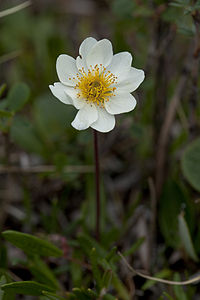 Dryas integrifolia (7833269336).jpg