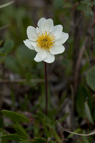 <i>Dryas integrifolia</i> Species of flowering plant