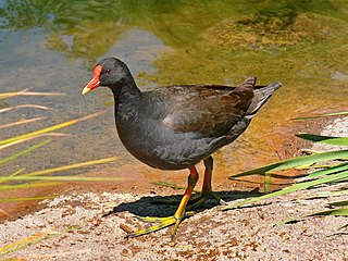 <span class="mw-page-title-main">Rail (bird)</span> Family of birds