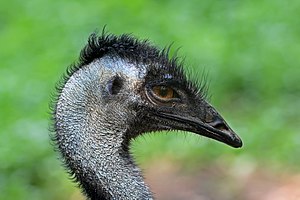 52 Emu portrait uploaded by Muhammad Mahdi Karim, nominated by Muhammad Mahdi Karim Vote for this image