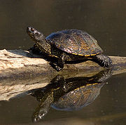 Sapoconcho (Emys orbiculairs)