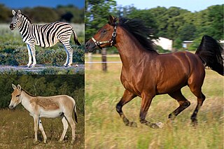 <i>Equus</i> (genus) Genus of mammals which includes horses, donkeys, and zebras