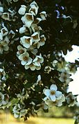 Eucryphia cordifolia.