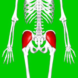 <span class="mw-page-title-main">Gluteus medius</span> One of the three gluteal muscles