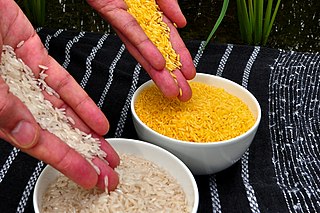 <span class="mw-page-title-main">Biofortification</span> Breeding crops for higher nutritional value