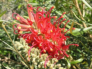 <i>Grevillea</i> Genus of flowering plants