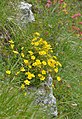 Rojulina d'or (helianthemum nummularium) sun Dantersasc, Saslonch.