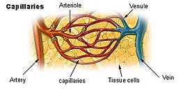 Schema van de microcirculatie