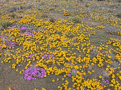 Karoo a la primavera prop de Laingsburg