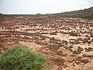 Lobos Island interior detail