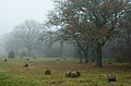 Loode oaks in Saaremaa