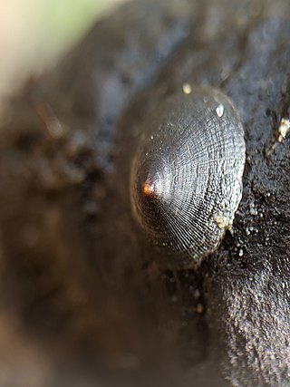 <i>Lottia asmi</i> Species of gastropod