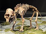 Young mammoth skeleton, with a large skull relative to its body