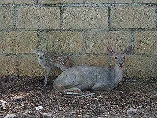 <span class="mw-page-title-main">Yucatan brown brocket</span> Species of deer