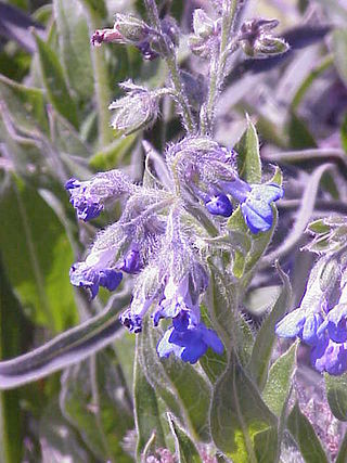 <i>Pseudomertensia</i> Genus of flowering plants in the borage family Boraginaceae