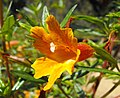 Mimulus 'Dos Equis'