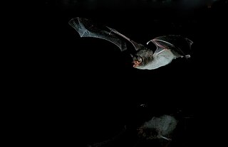 <span class="mw-page-title-main">Long-fingered bat</span> Species of bat