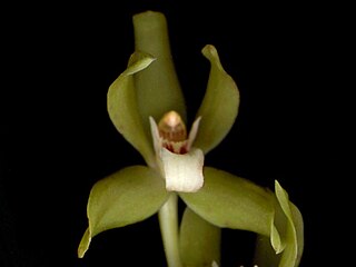 <i>Neogardneria</i> Genus of orchids