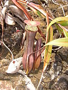 Nepenthes gracilis