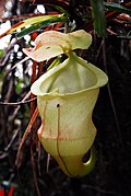 Nepenthes hamiguitanensis