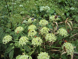 Berce sphondyle en fleurs.